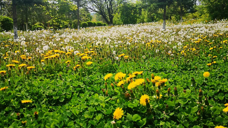 硅化木王国_金沙8888js水洞风物区