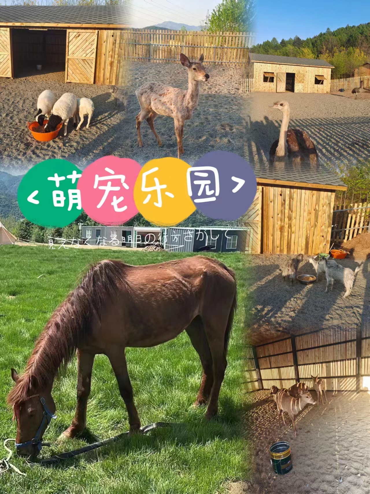 “蔓派花谷”梦幻花海浪漫上线！_金沙8888js水洞风物区